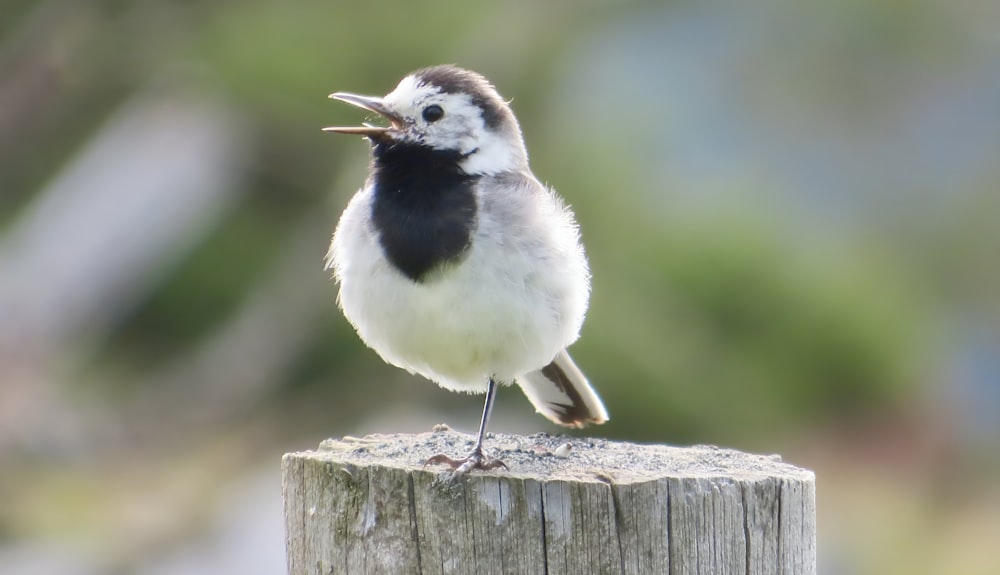 Un pequeño pájaro sentado encima de un poste de madera