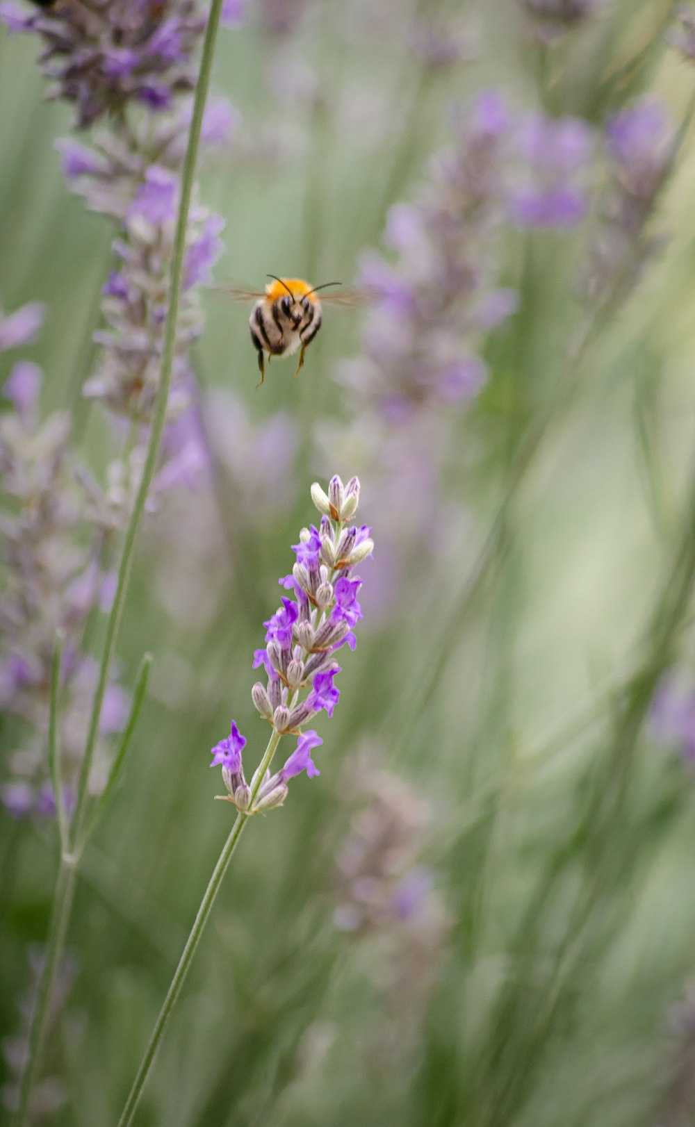 a bee flying over a purple flower in a field