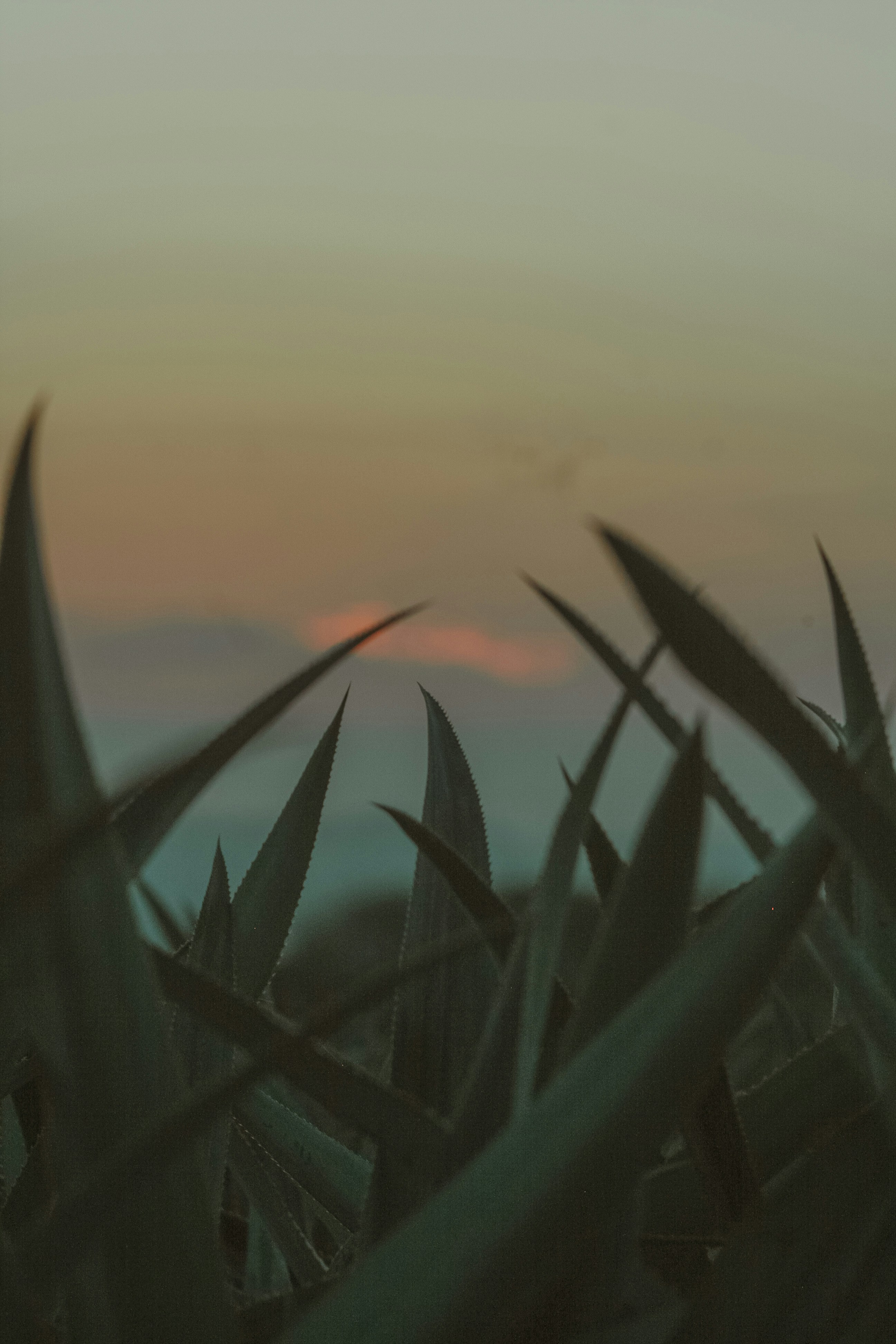 a view of a sunset through the leaves of a plant