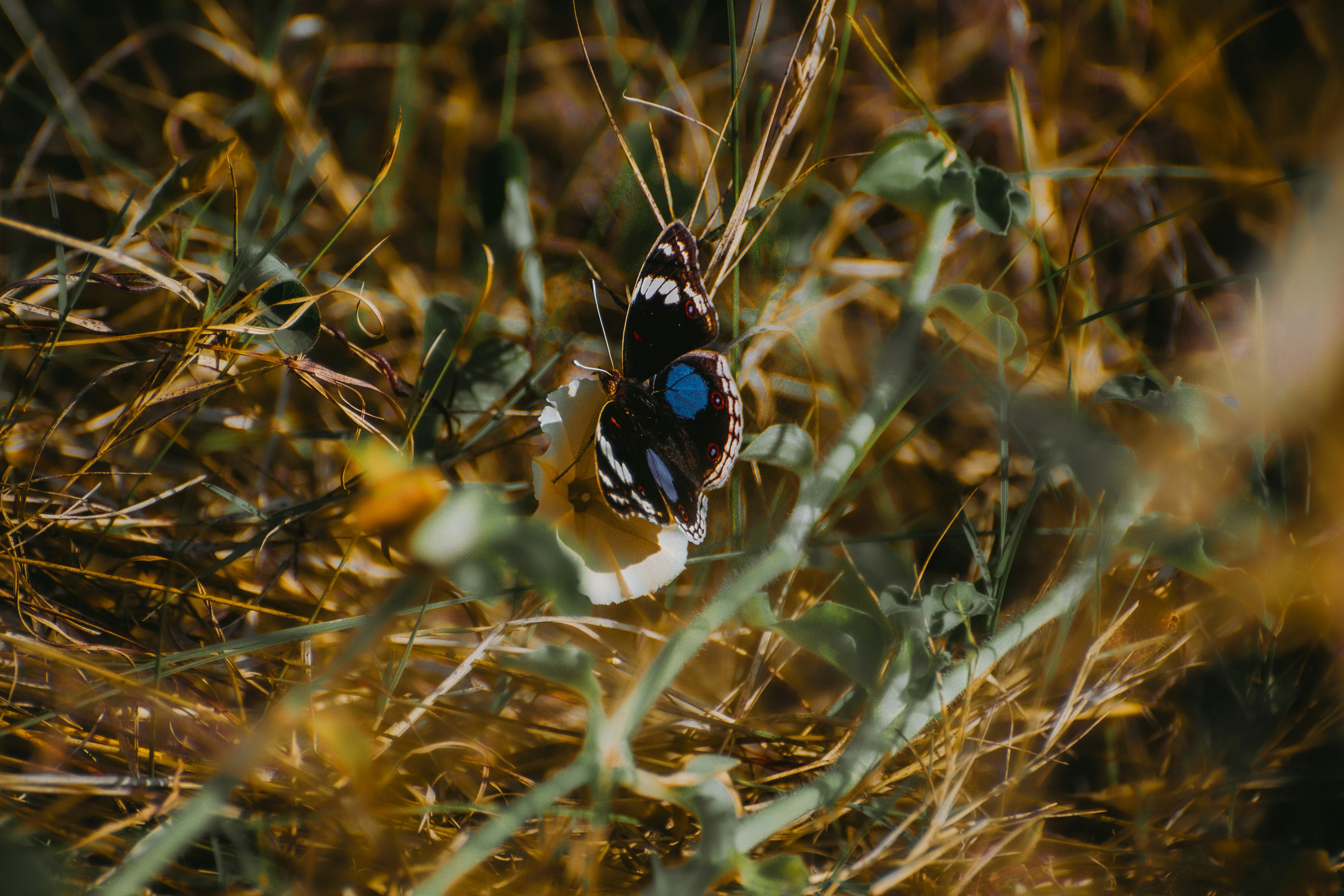 a blue and white butterfly sitting on top of a grass covered field