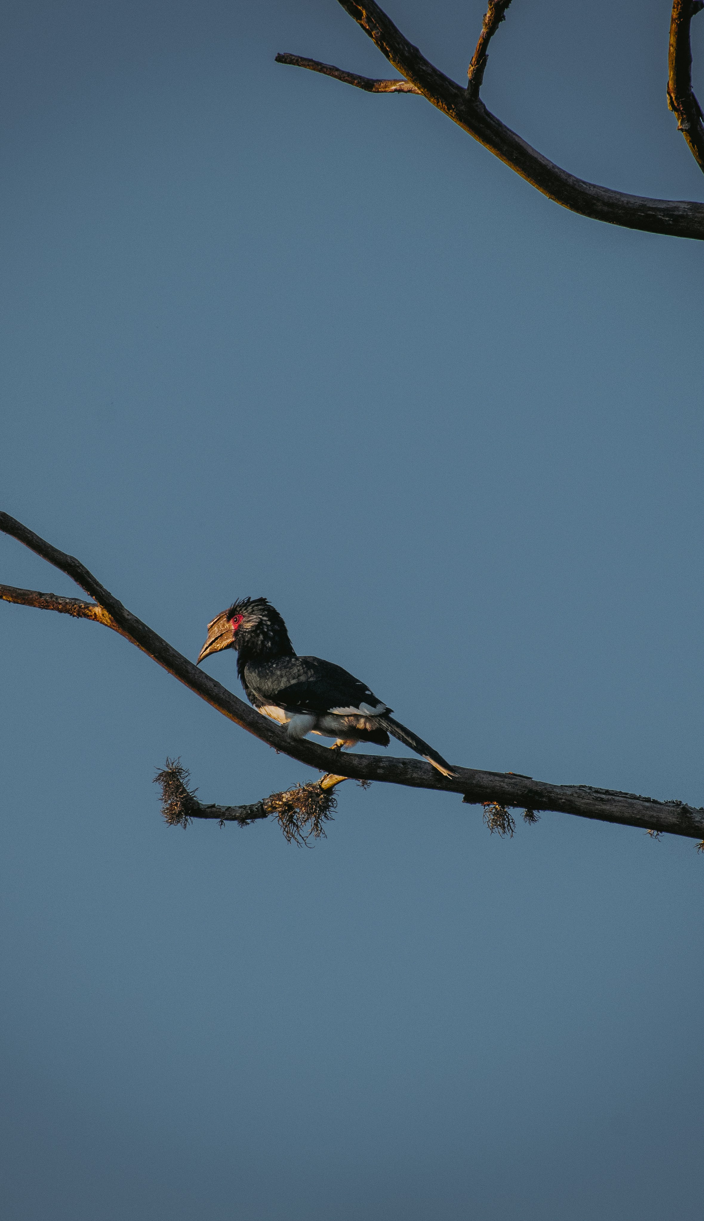 a bird sitting on top of a tree branch