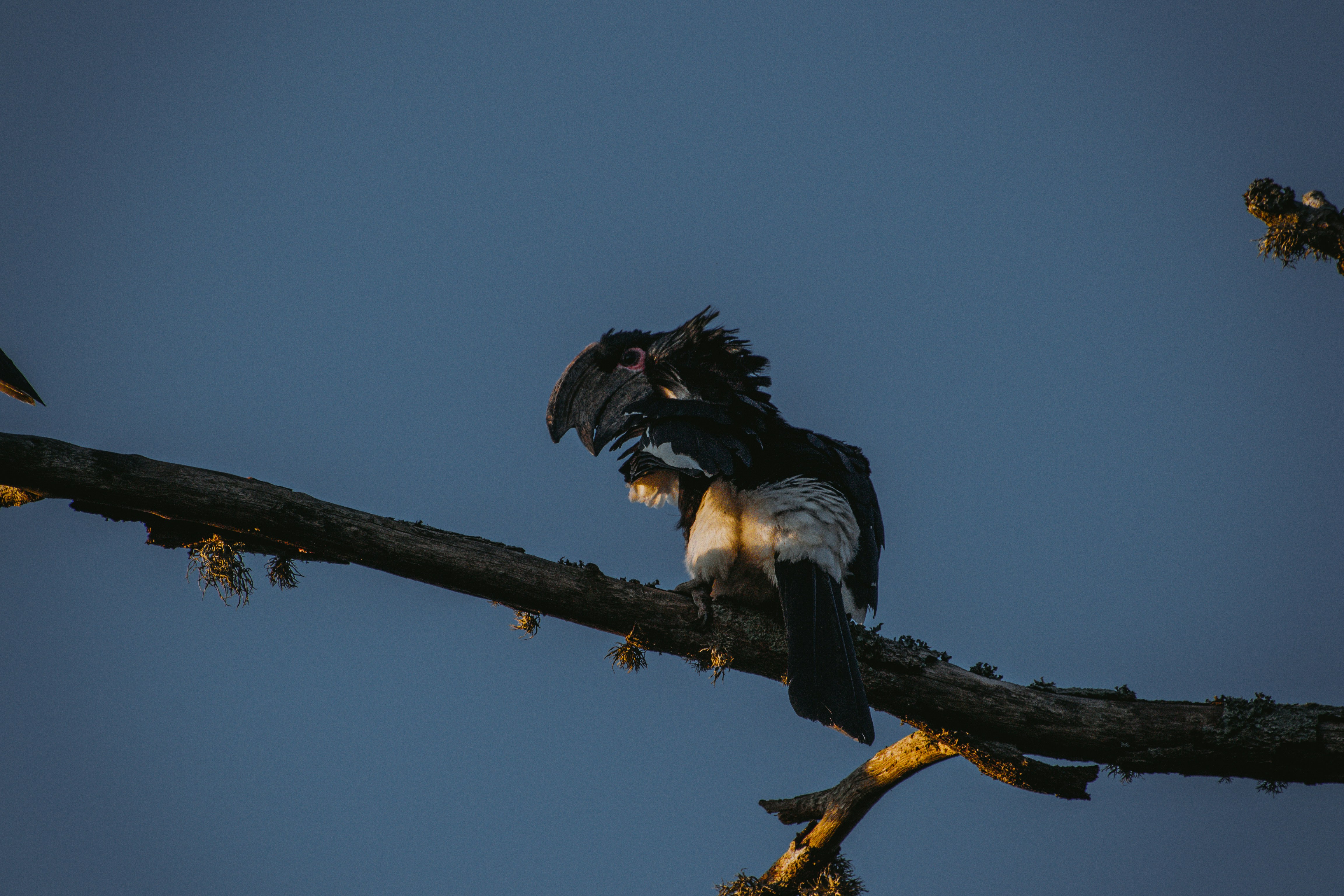 a couple of birds sitting on top of a tree branch