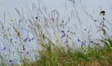 Close-up of wildflowers swaying gently in a sunlit meadow.