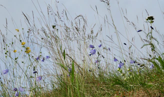 Close-up of a meadow’s wildflowers blending with tall grasses swaying gently in the breeze.