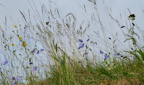 Close-up of a meadow’s wildflowers blending with tall grasses swaying gently in the breeze.