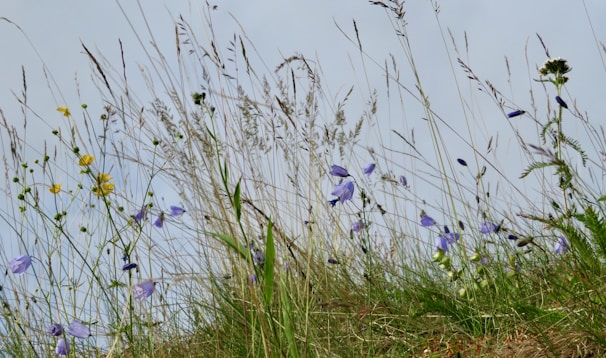 Close-up of wildflowers swaying gently in a sunlit meadow.