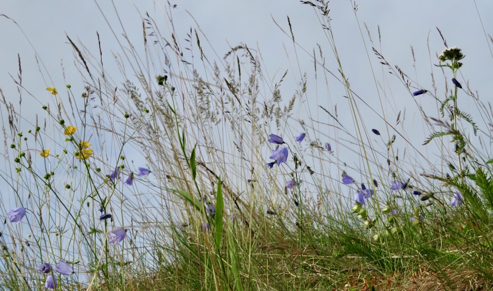 Un campo di fiori selvatici ed erbe contro un cielo blu