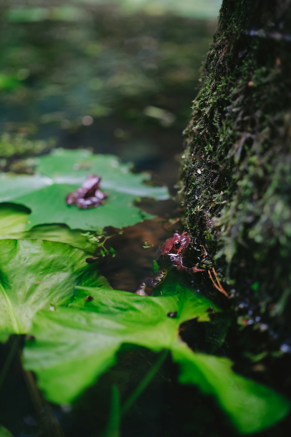 a close up of a leafy plant next to a tree