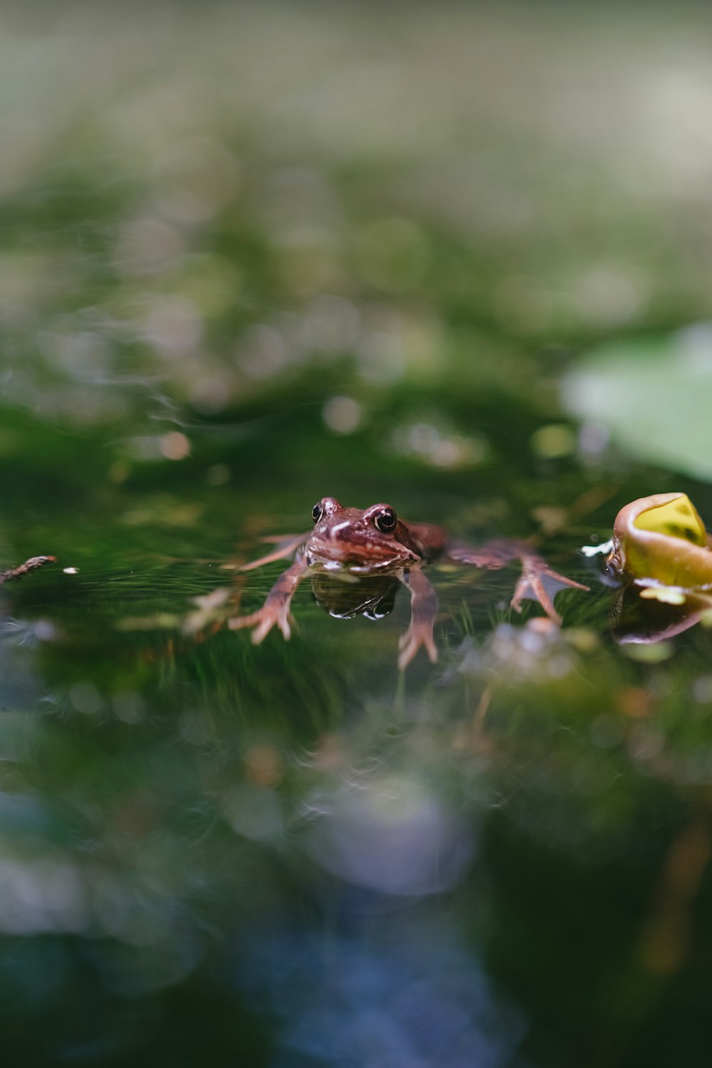 a frog that is sitting in the water