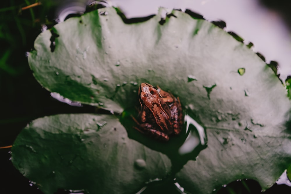 a bug sitting on top of a green leaf