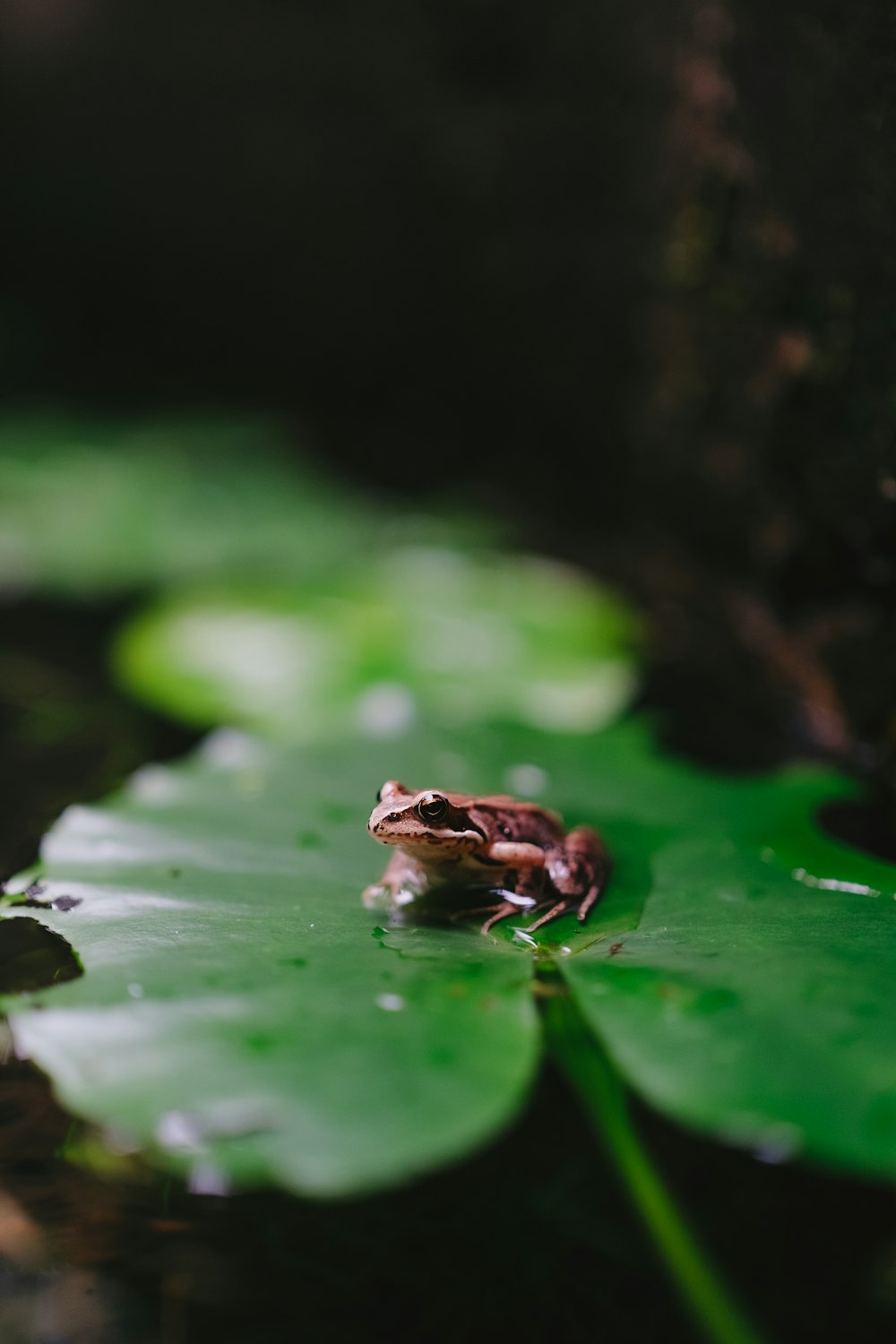 a frog sitting on top of a green leaf