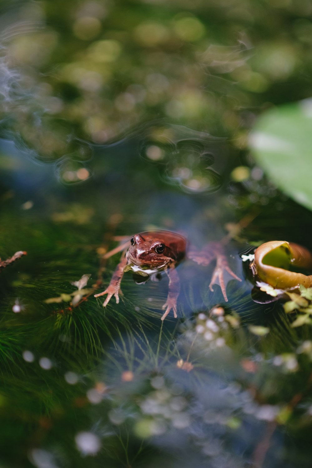 a frog sitting on top of a leaf in a pond