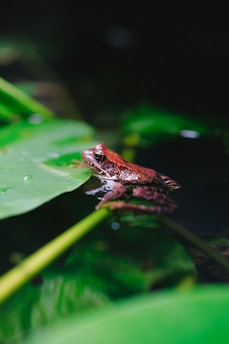 A focused shot of a California red-legged frog perched on a lily pad.
