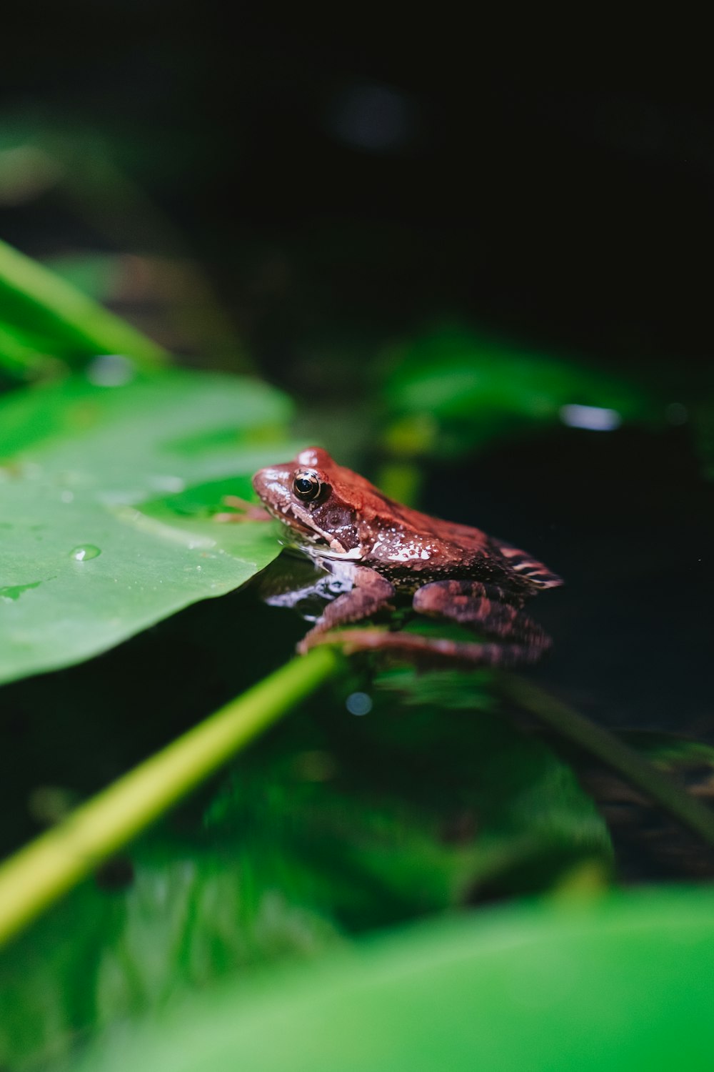 a frog is sitting on a leaf in the water