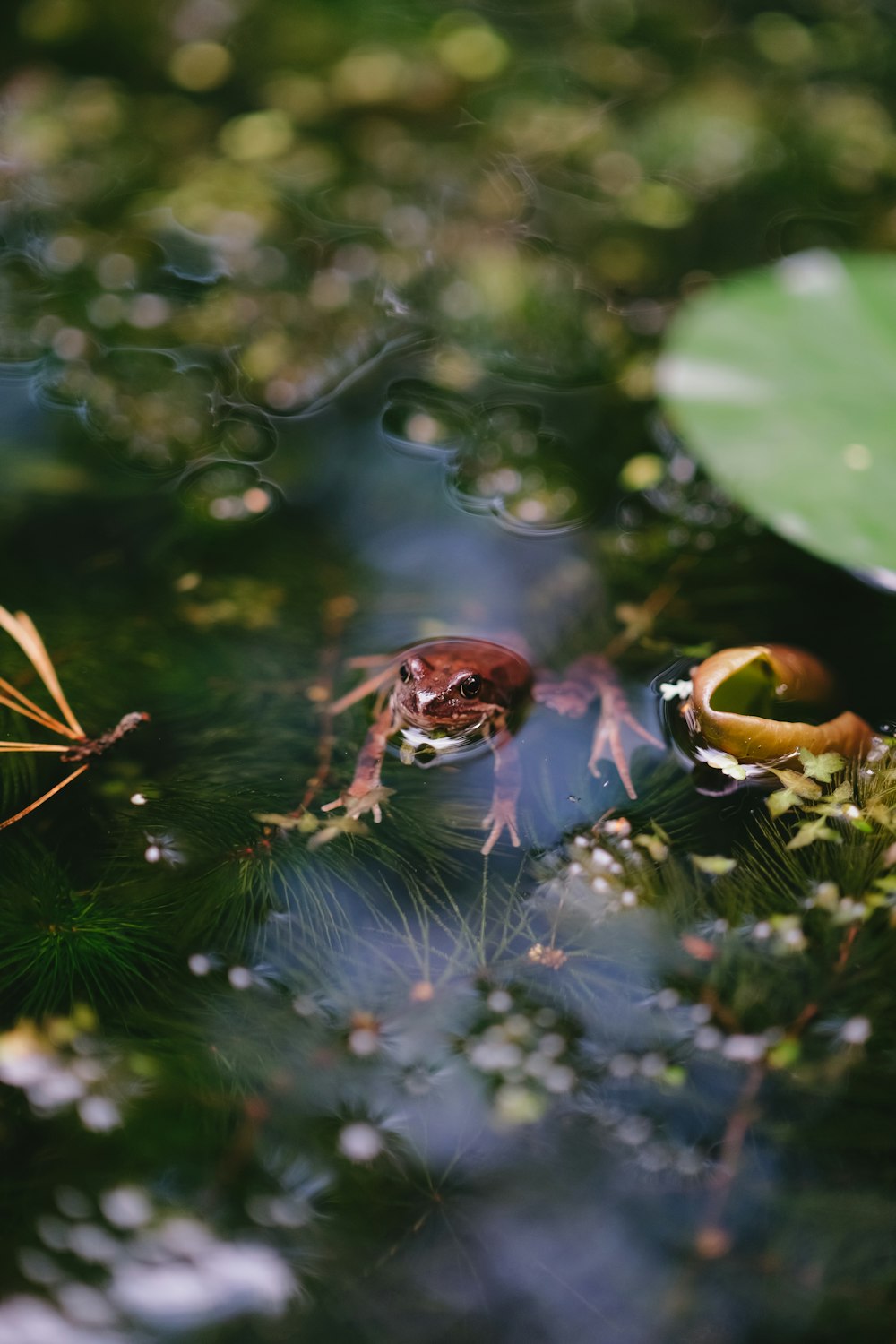 a frog sitting on top of a leaf covered pond