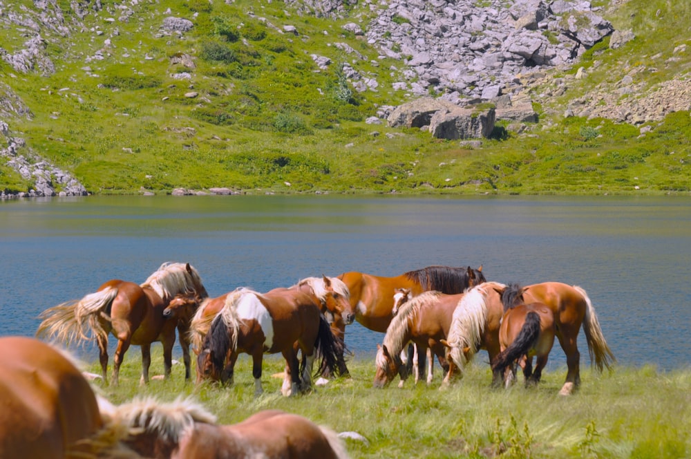 a herd of horses grazing on grass next to a lake