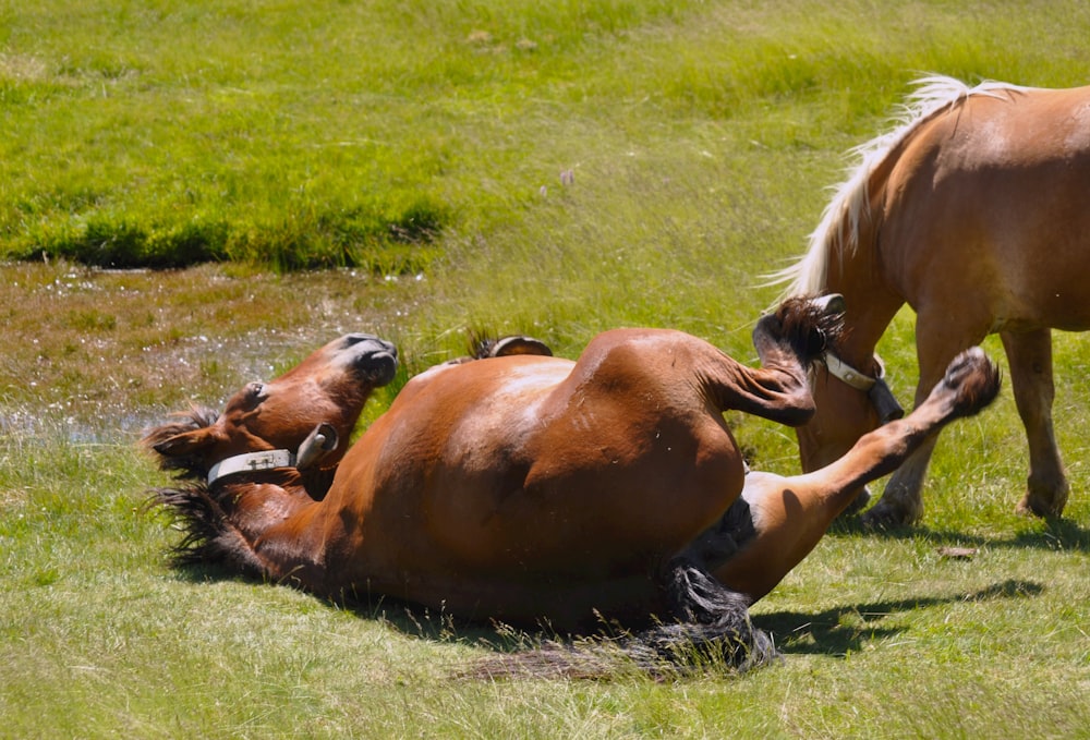 a horse rolling around in a field with another horse