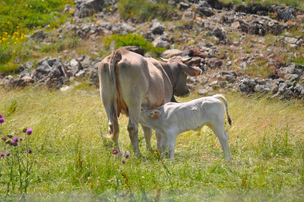 a cow and a calf standing in a field