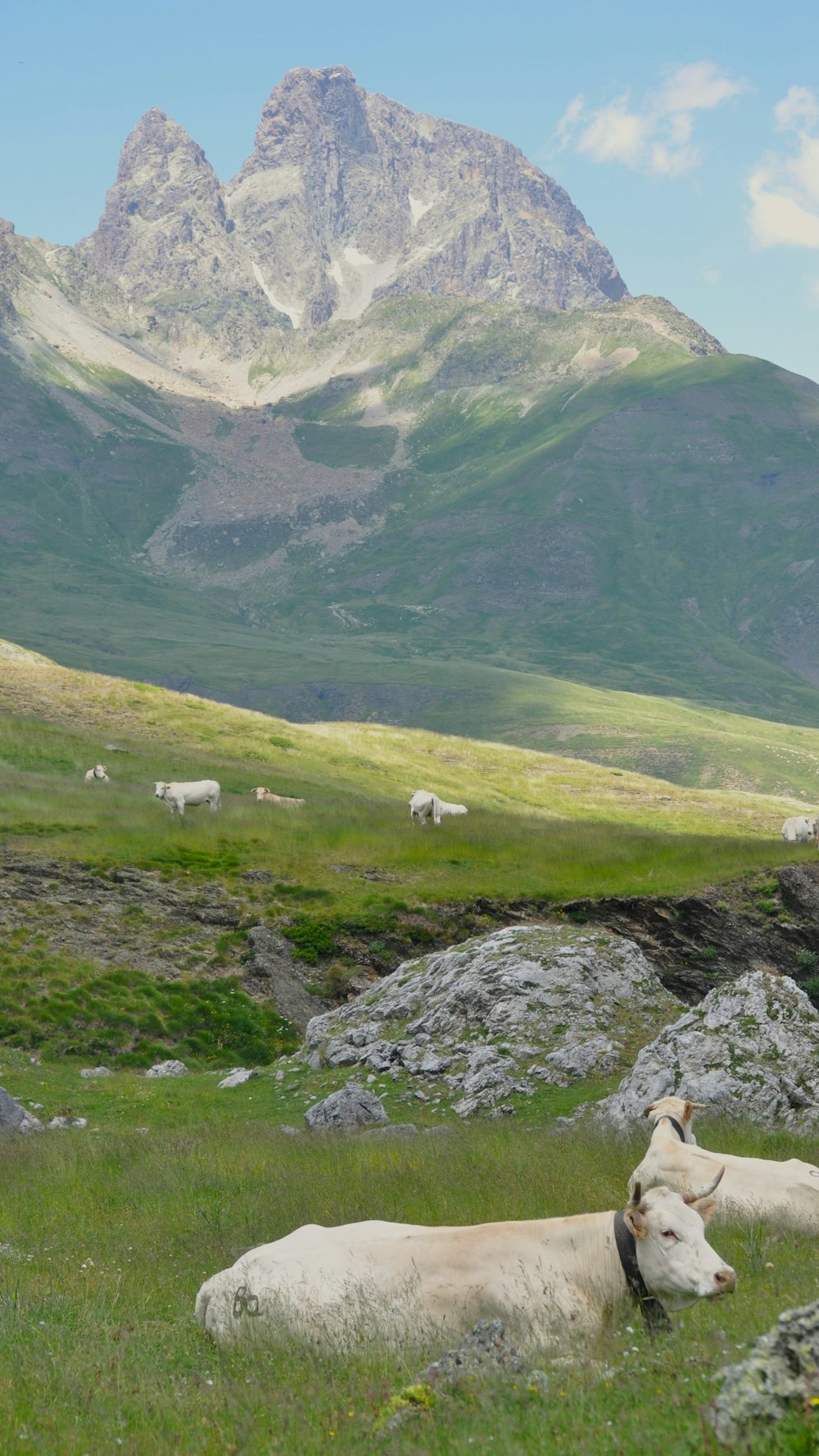 duas vacas deitadas em um campo com montanhas ao fundo