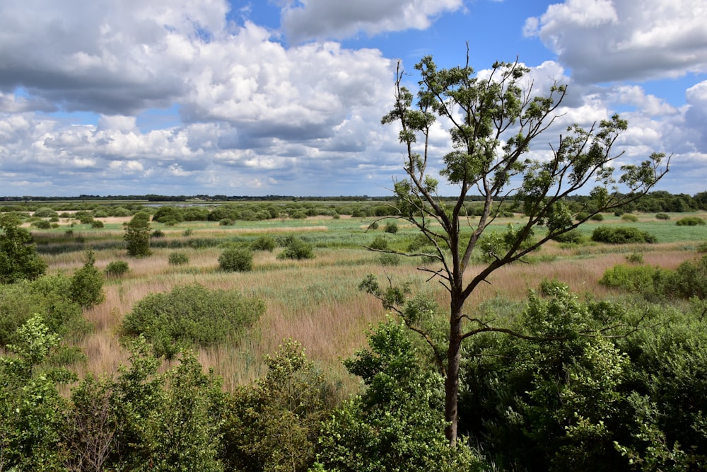 a field with trees and grass under a cloudy sky