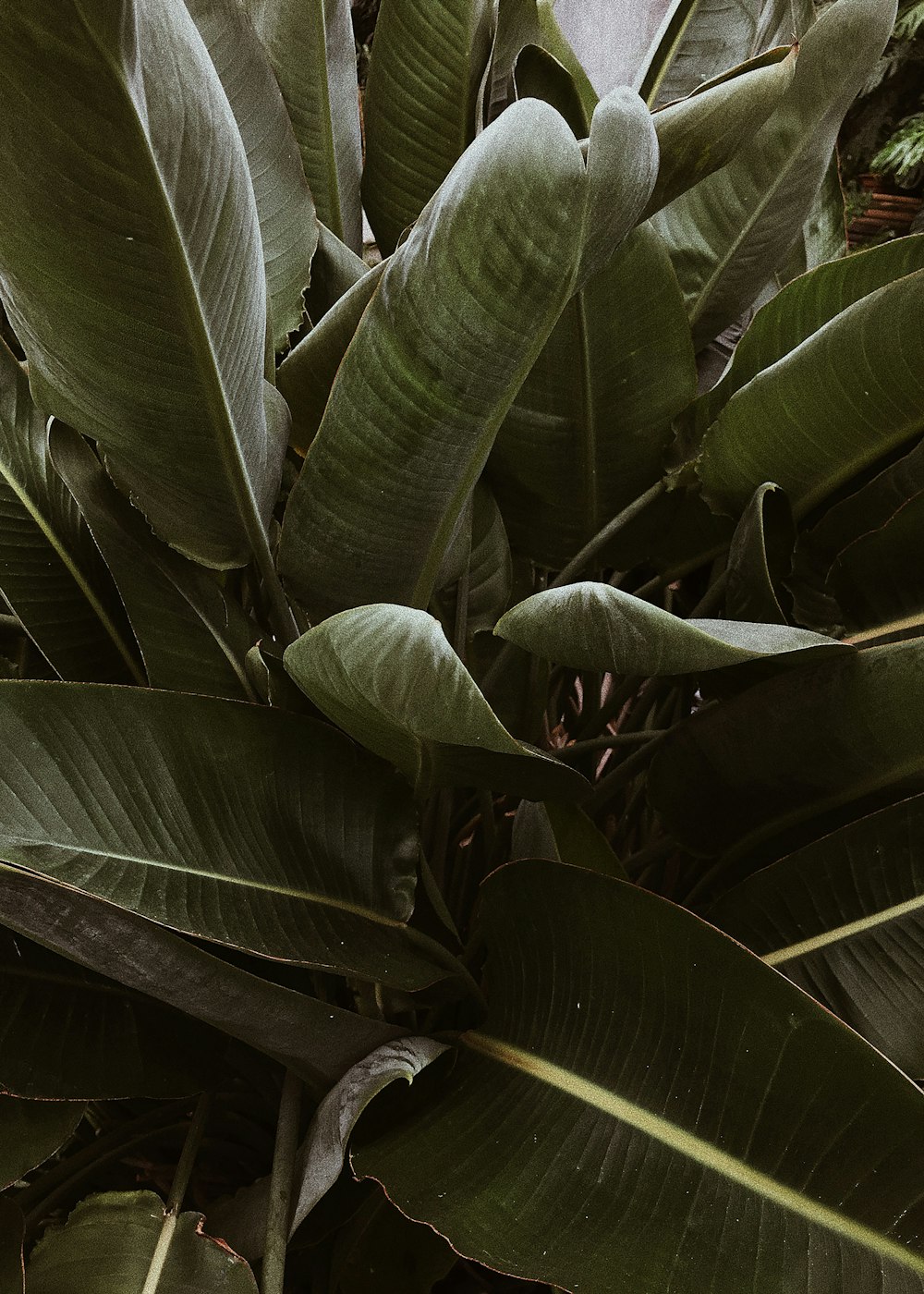 a close up of a plant with green leaves