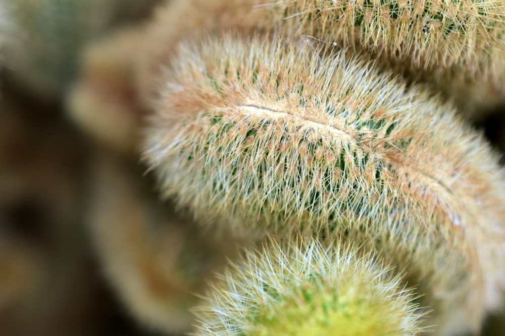 a close up of a bunch of green plants