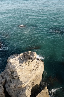 a couple of animals that are in the water