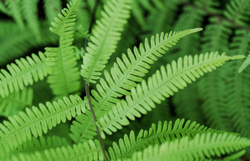 a close up of a green plant with lots of leaves