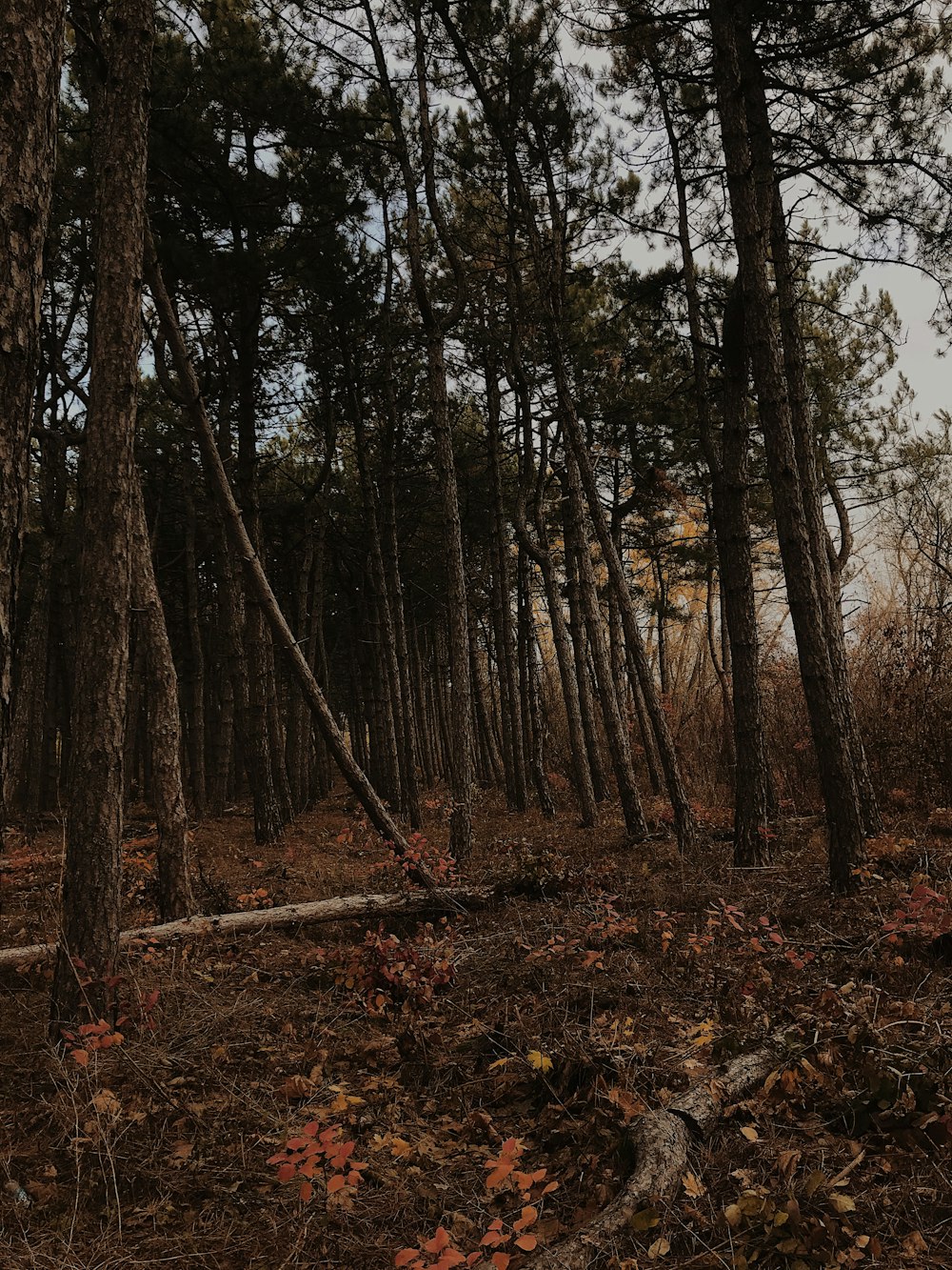 Ein Wald mit vielen hohen Bäumen