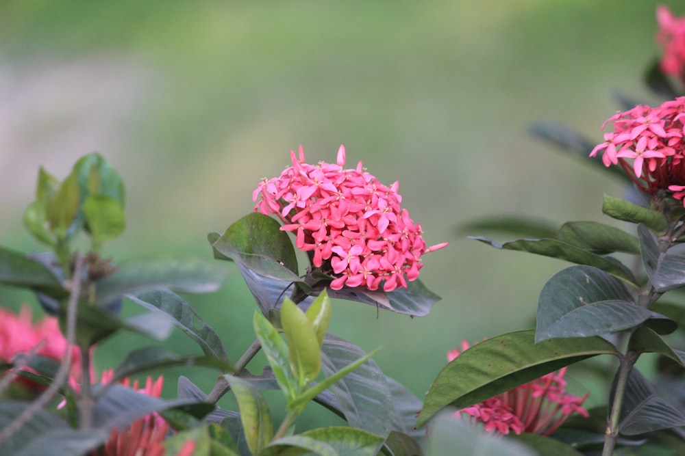 a pink flower is blooming in a garden