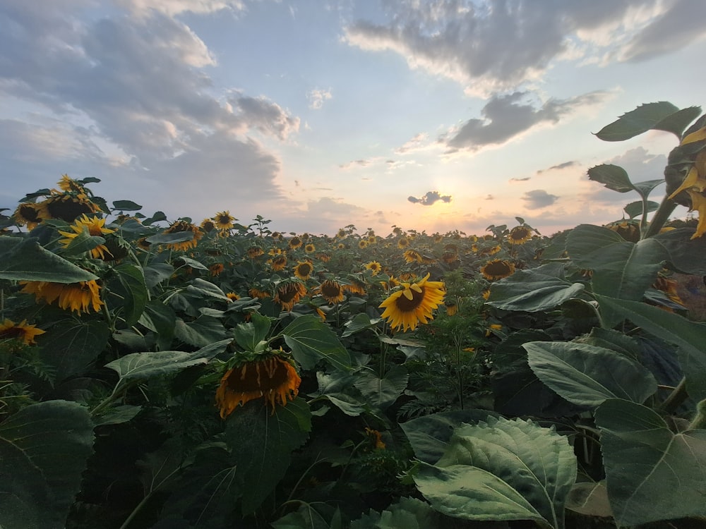 a field of sunflowers with the sun setting in the background