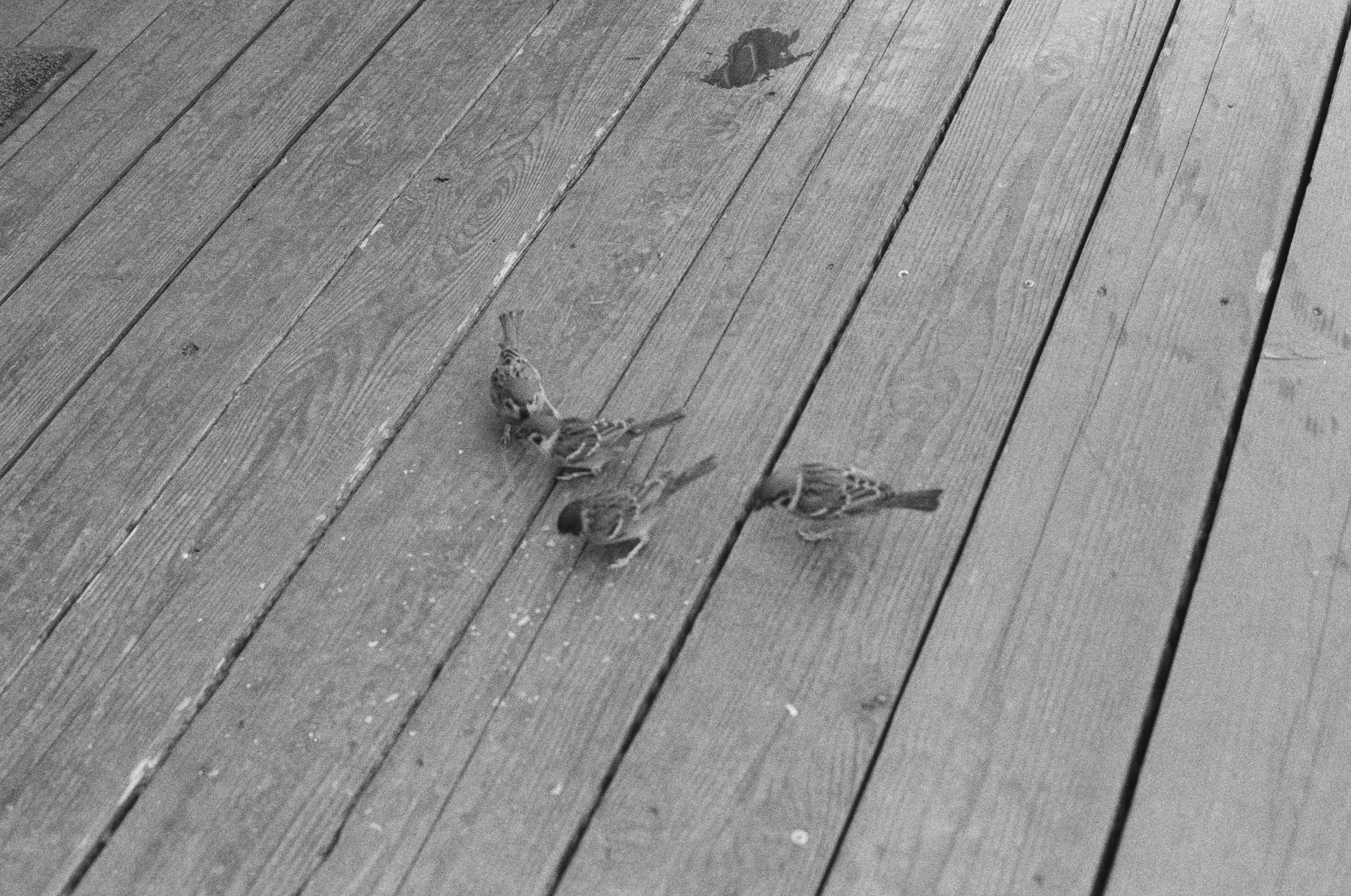 Master the Pickleball Third Shot Drop Technique