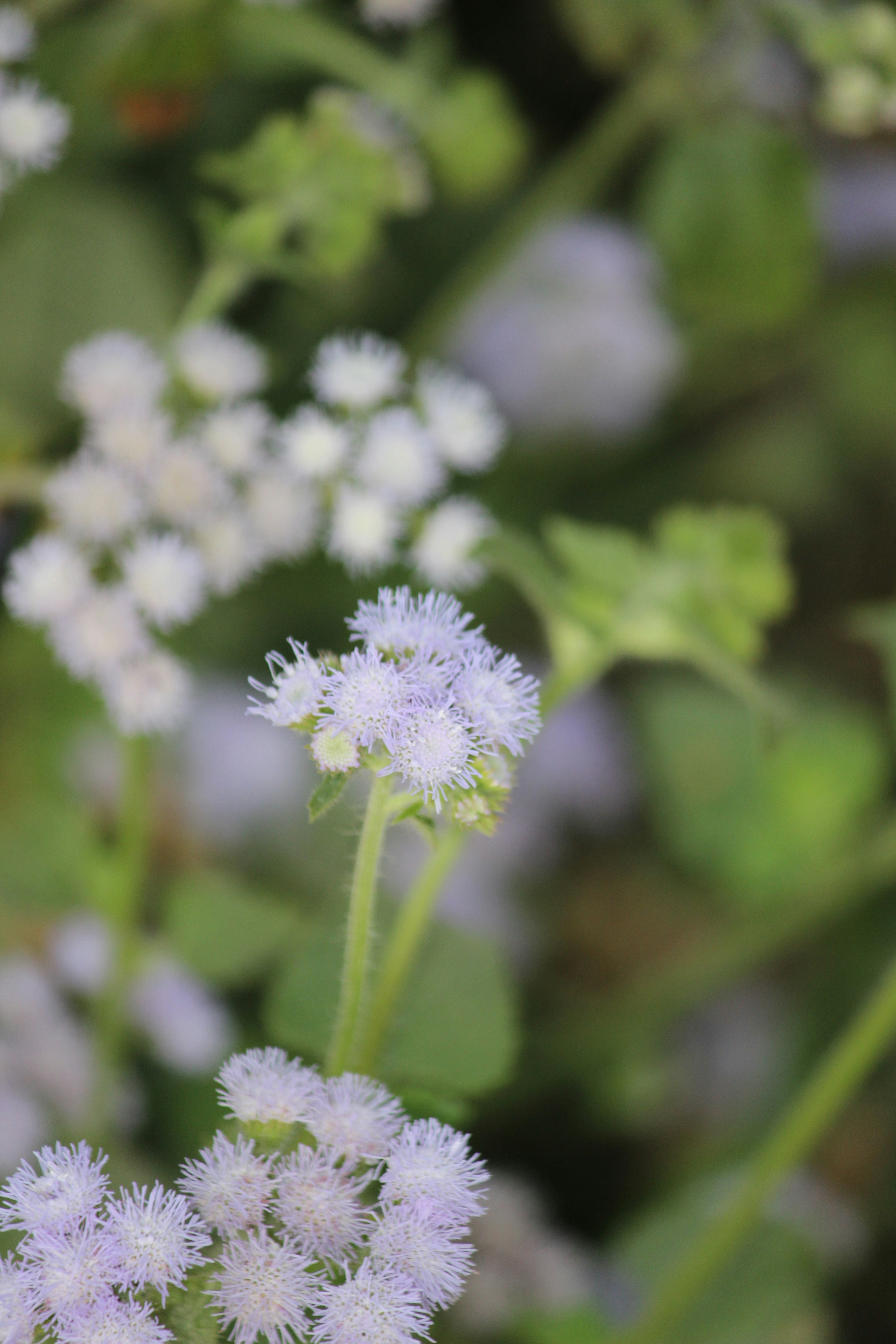 Photo by hossainmahmud1212