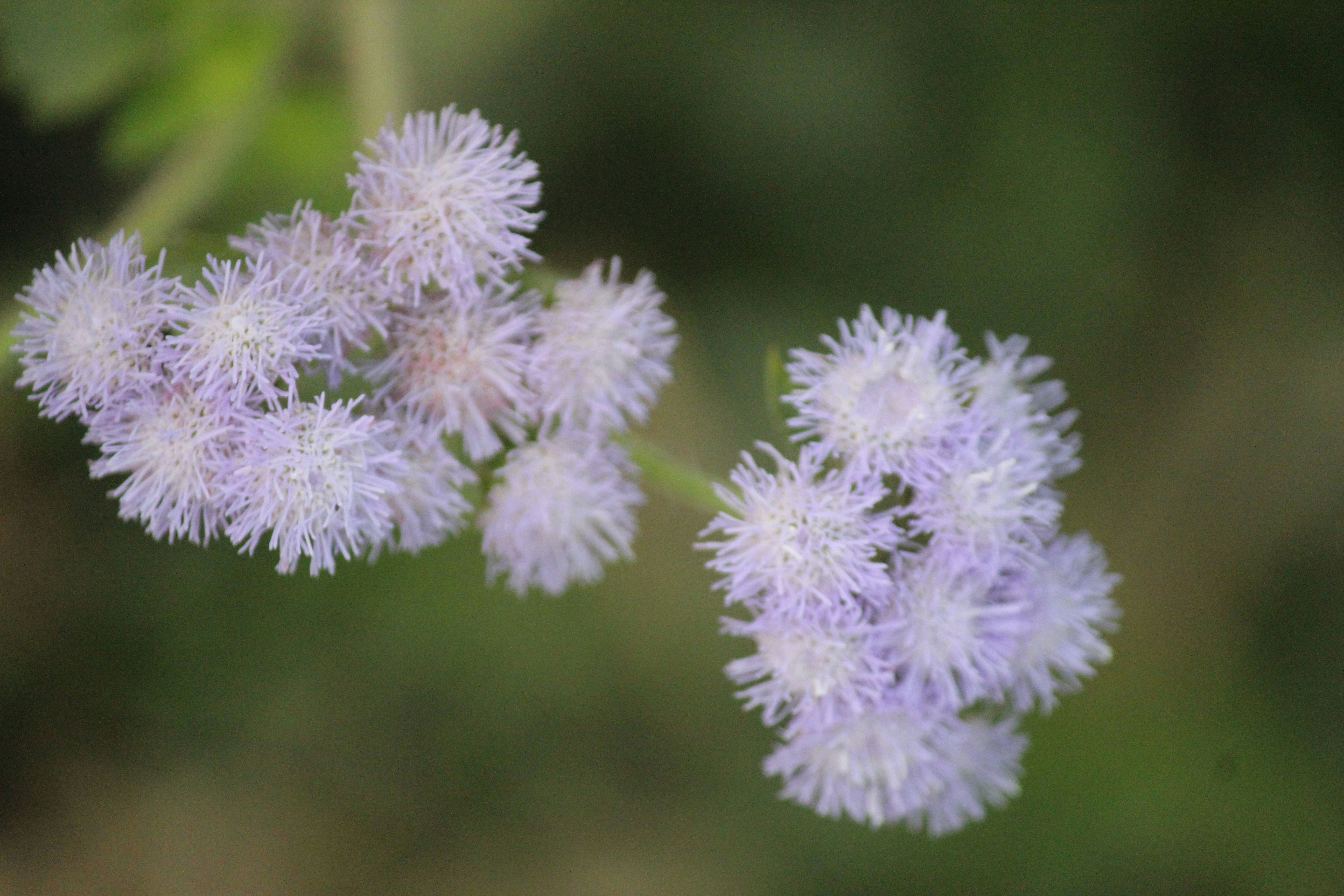 Photo by hossainmahmud1212