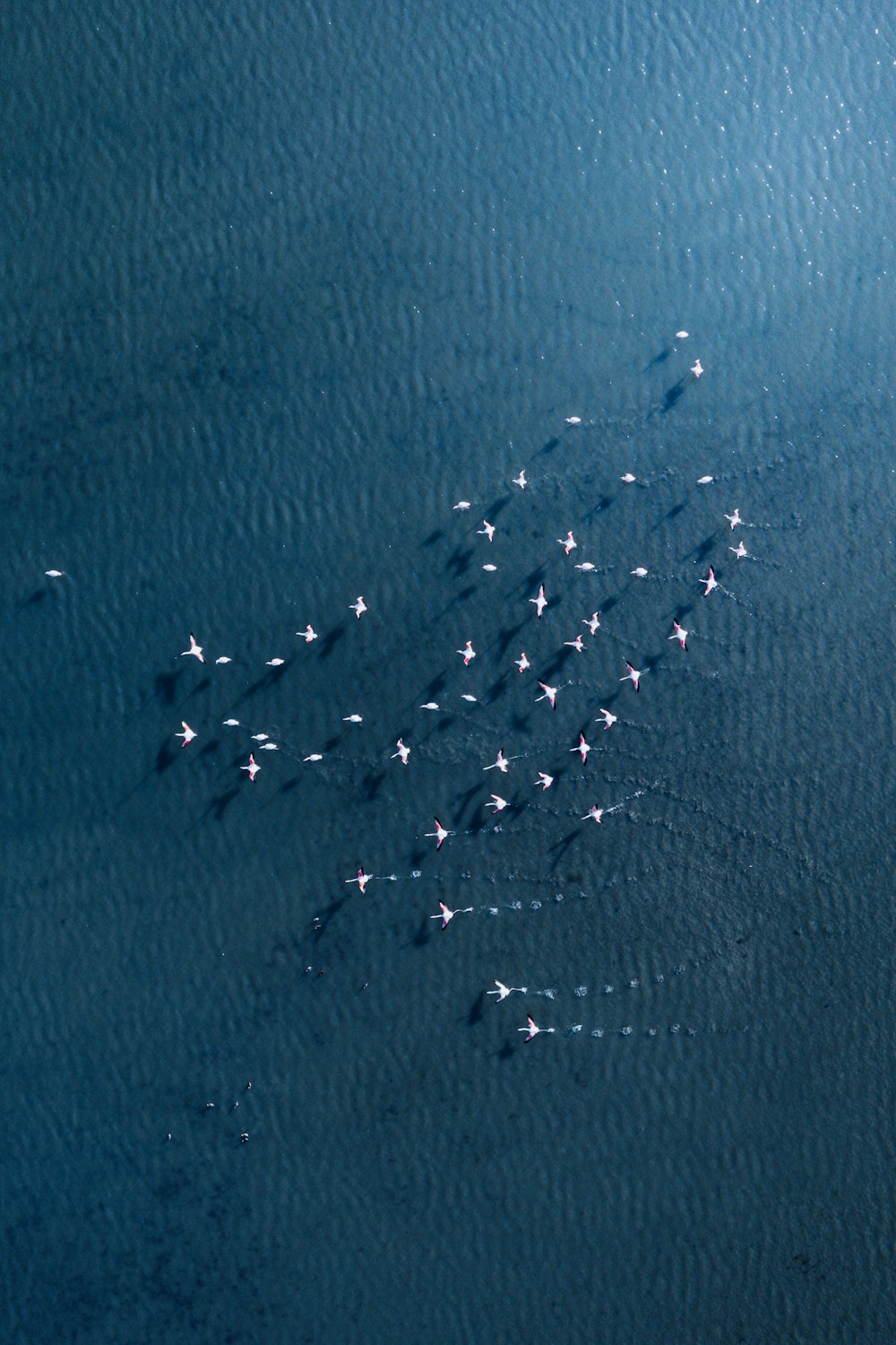 a flock of birds flying over a body of water