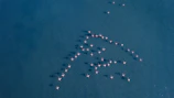 A vibrant flock of flamingos takes flight over a serene lake in Tanzania.