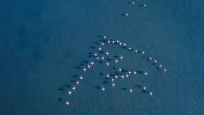 A vibrant flock of flamingos takes flight over a serene lake in Tanzania.
