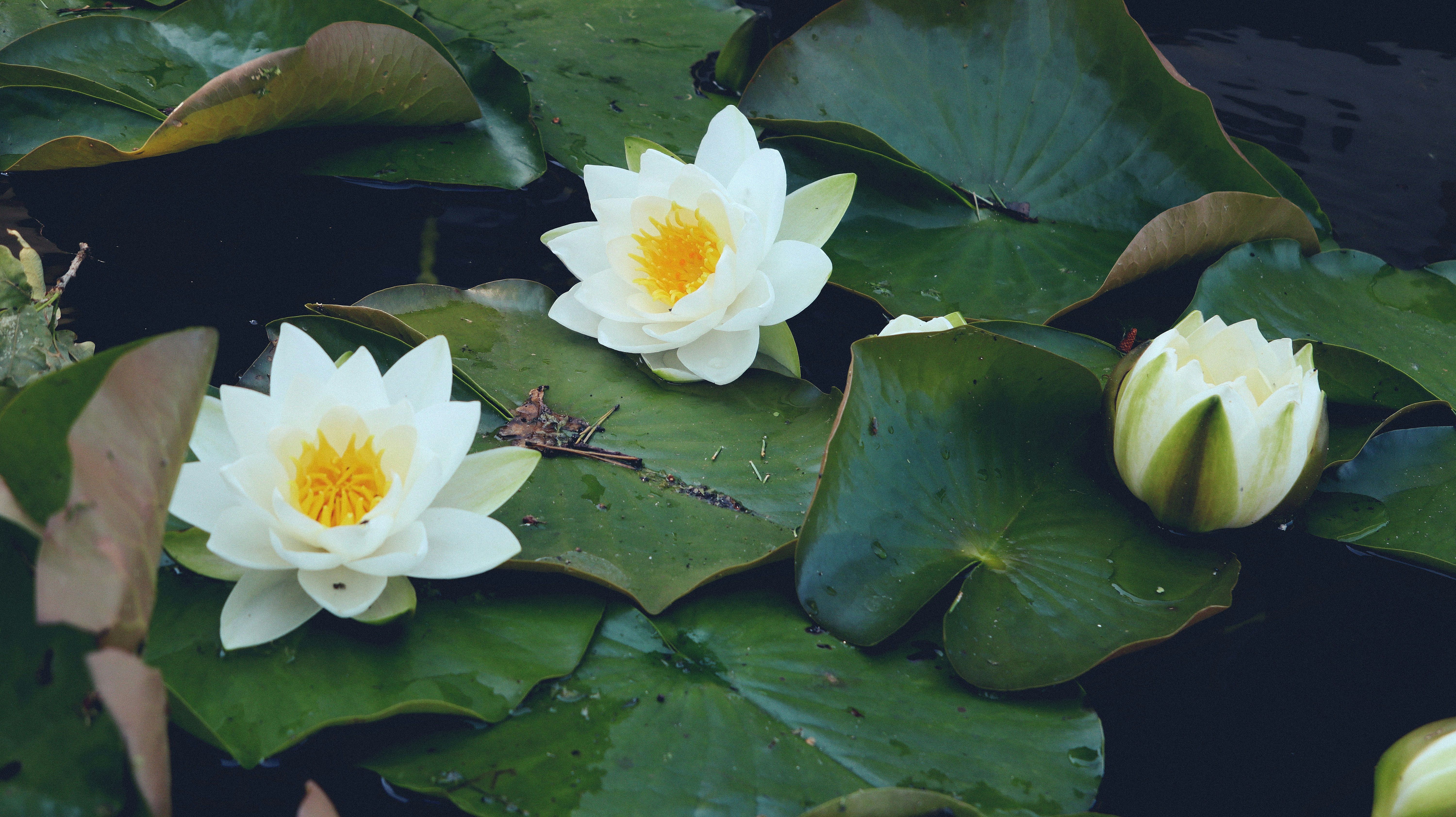 Photo by tolikrurac82