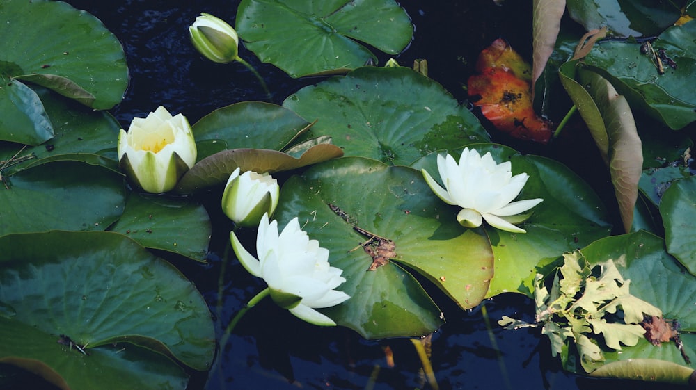 a group of white water lilies floating on top of a pond