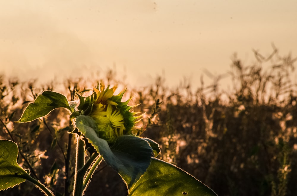 Eine Sonnenblume blüht auf einem Feld bei Sonnenuntergang