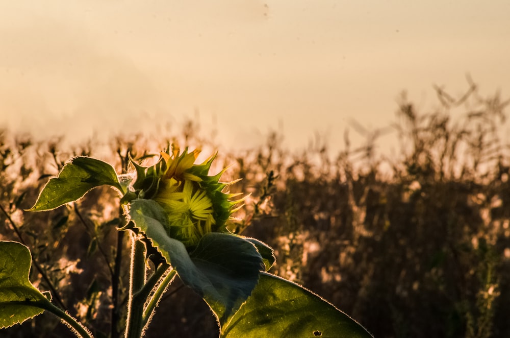 a sunflower is blooming in a field at sunset