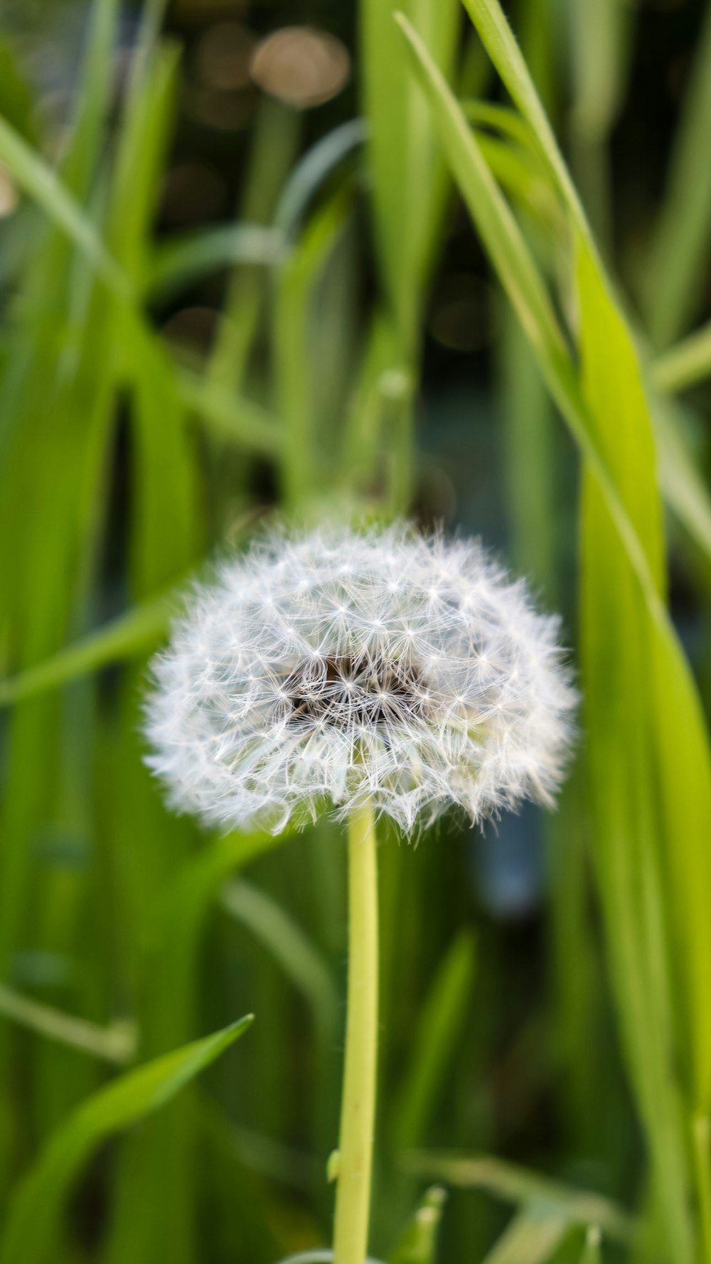 a close up of a dandelion in a field