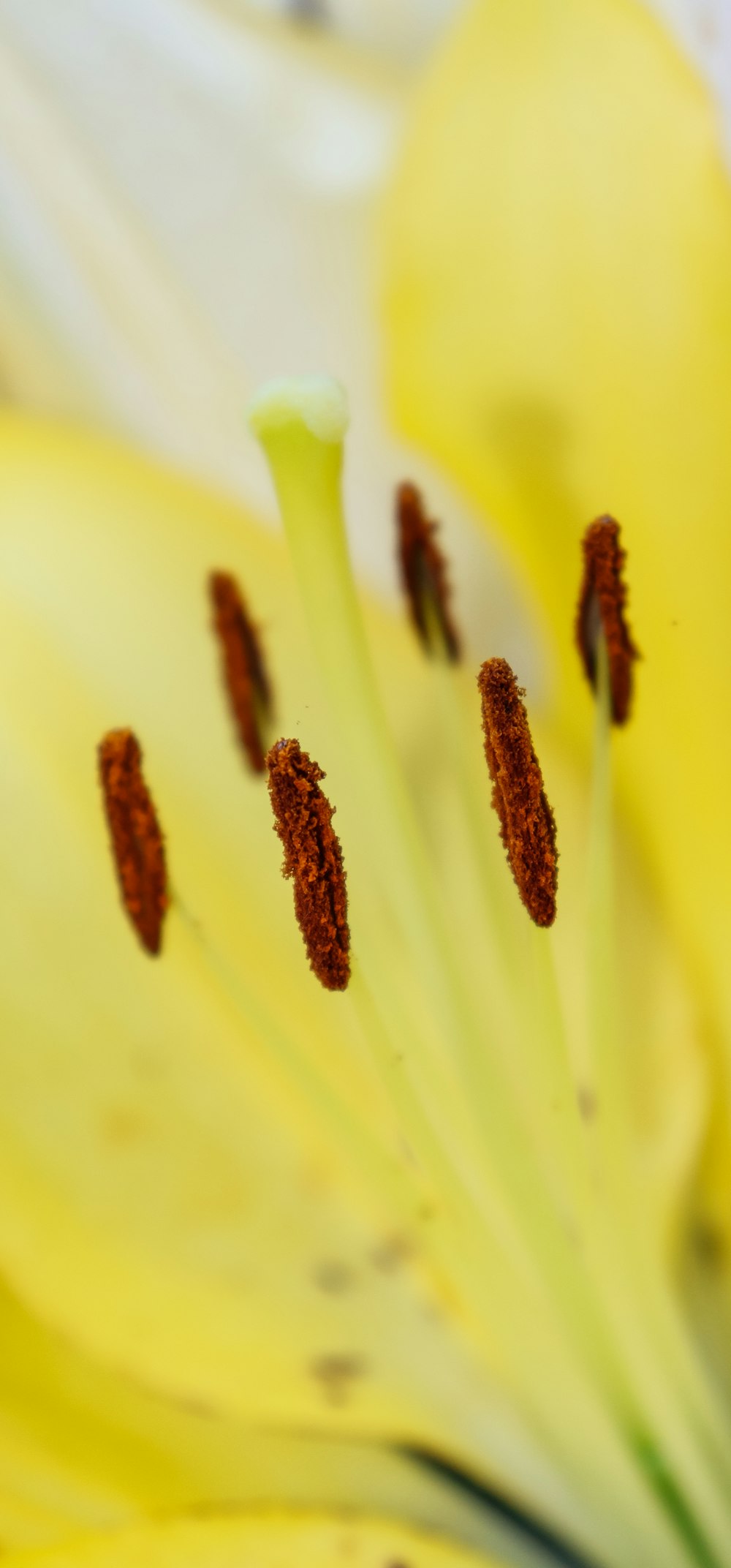 a close up of a yellow flower with red stamen