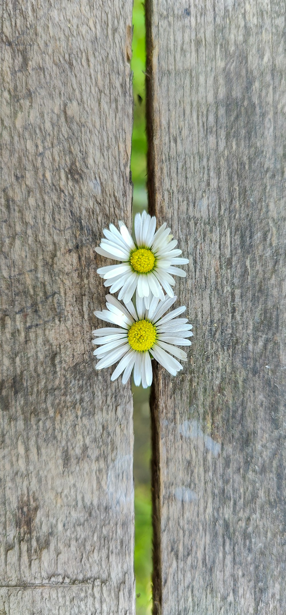 three daisies on a piece of wood with grass in the background