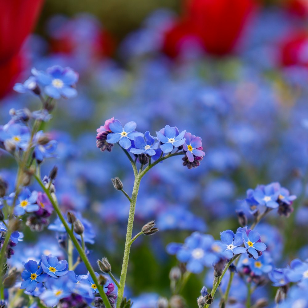a field of blue flowers with red flowers in the background