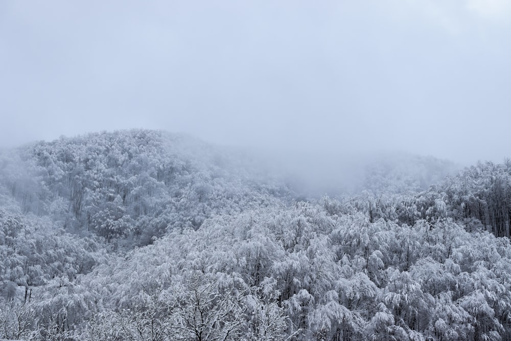 a snow covered mountain with trees and fog