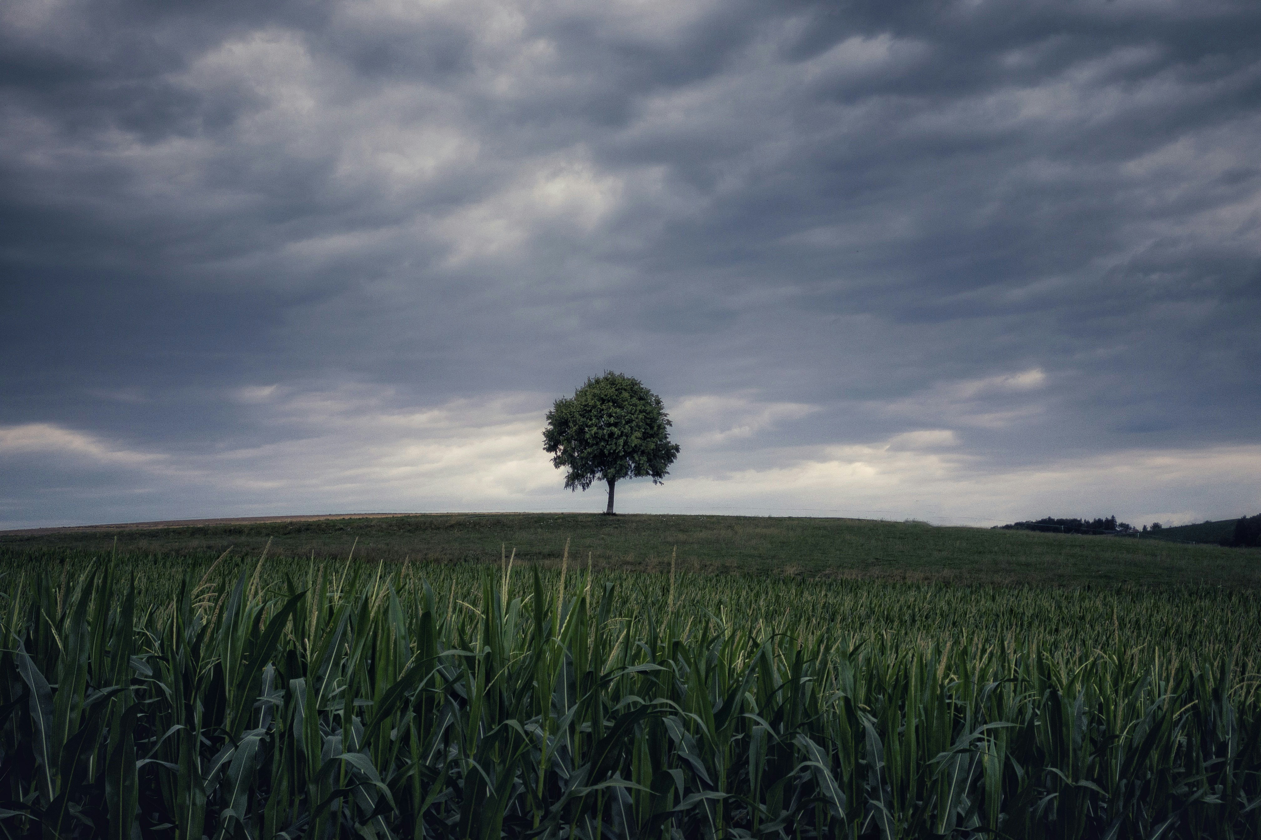 A lone tree in a field under a cloudy sky photo – Free Switzerland ...