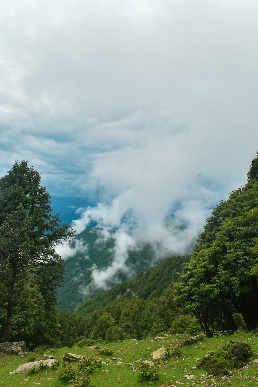 a lush green forest filled with lots of clouds
