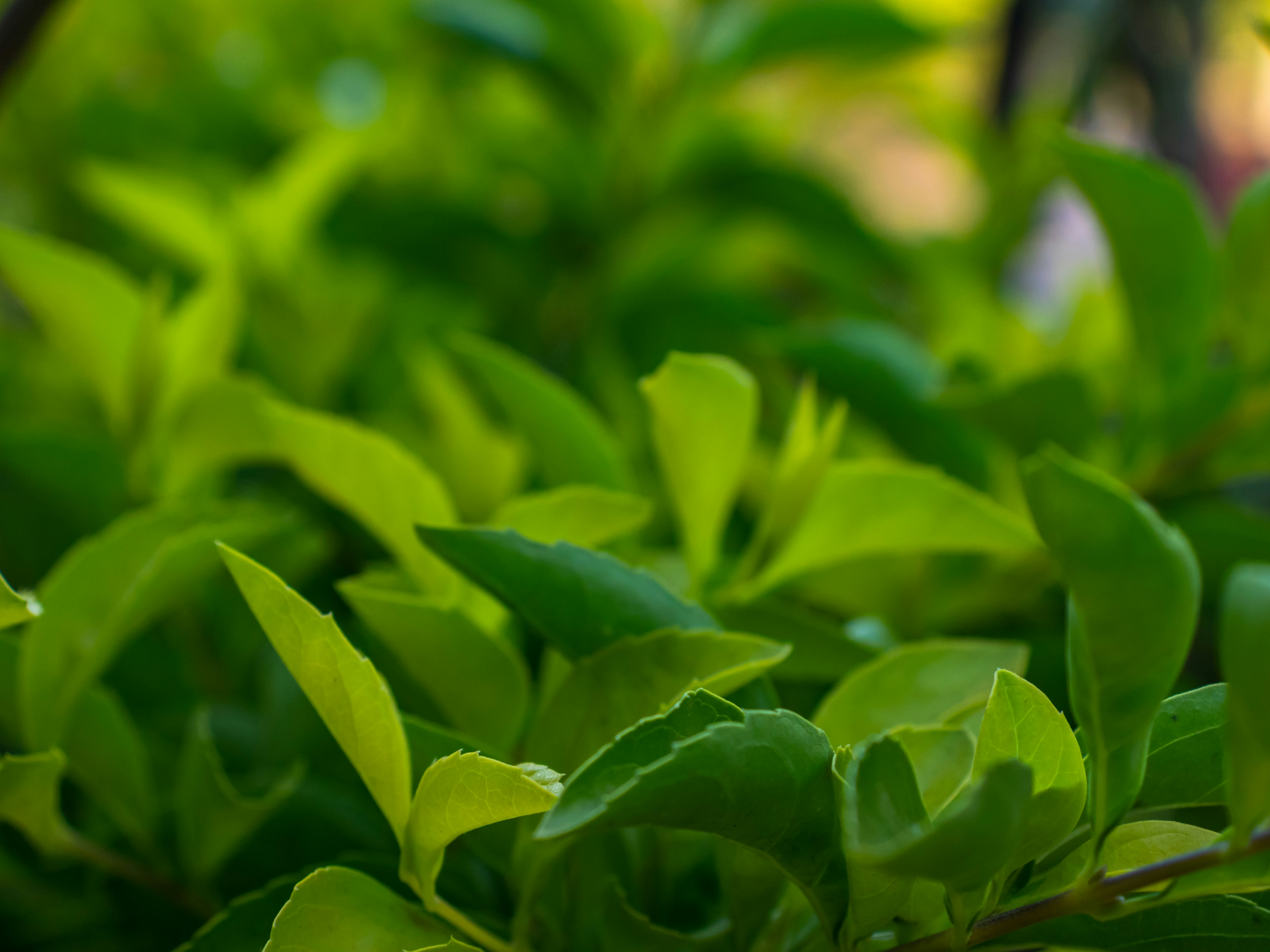 a close up of a bush with green leaves