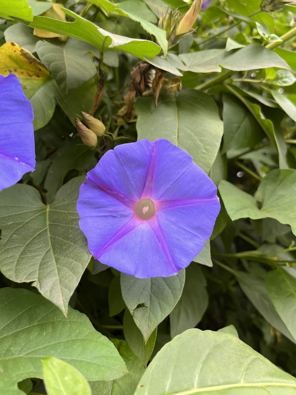 a close up of two purple flowers on a plant